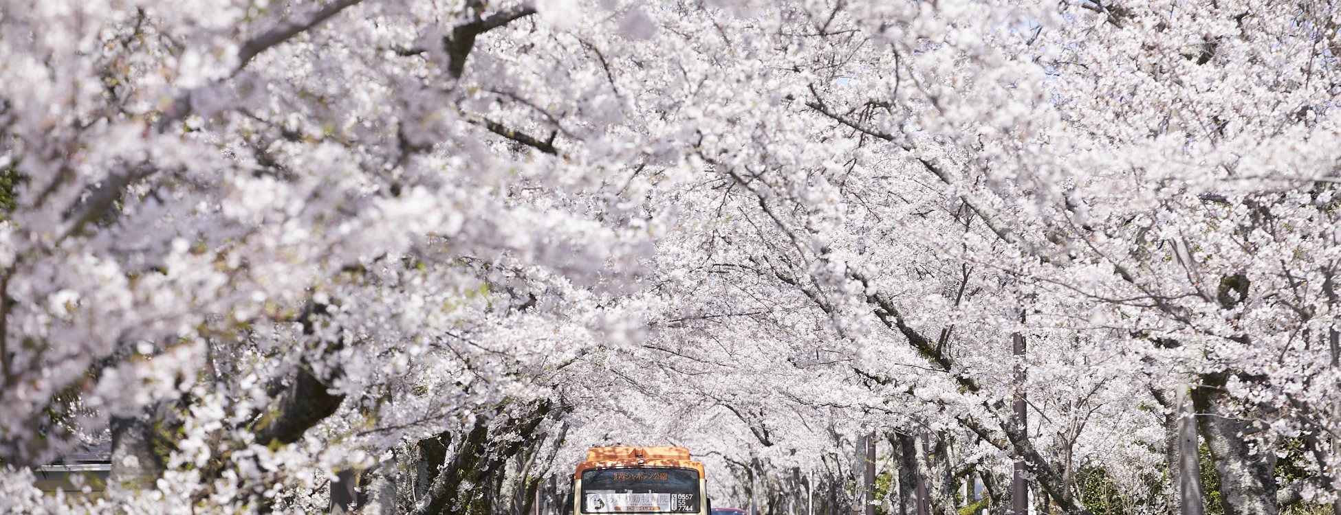 日本國家旅遊局公車指南中的櫻花季地方巴士照片