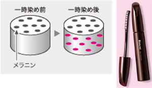 花王原文的暫時染髮示意:著色顏料附在髮絲外層