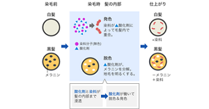 花王原文示意氧化染髮中天然黑色素變淡及染料發色的步驟