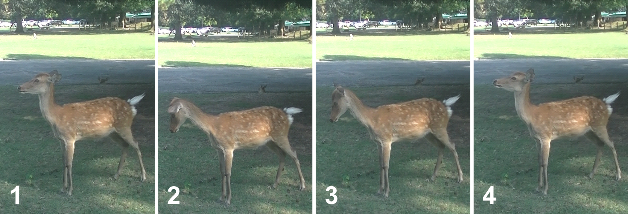 奈良公園的鹿面向餵食者、低頭再抬頭的四格動作序列