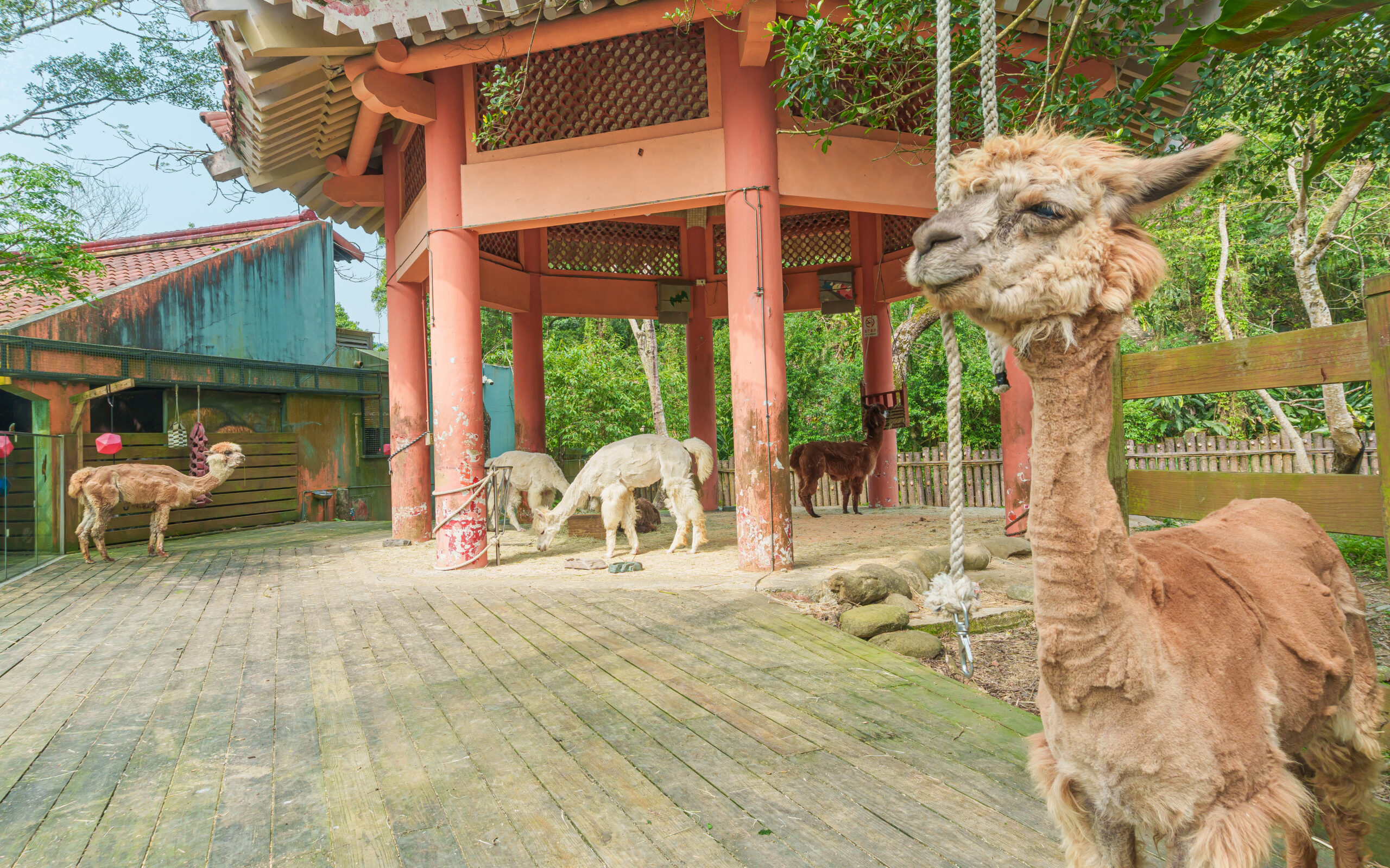 台北市立動物園兒童動物區的羊駝