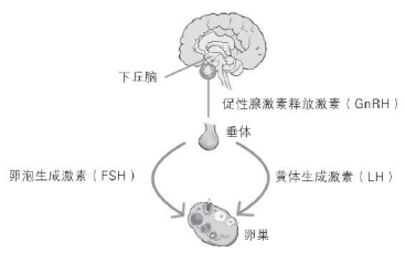 下視丘、腦下垂體與卵巢之間的荷爾蒙訊號示意