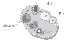 卵巢濾泡發育與排卵階段示意