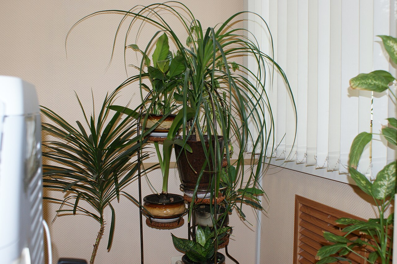 室內觀葉植物與盆器,呈現室內植物的擺放情境