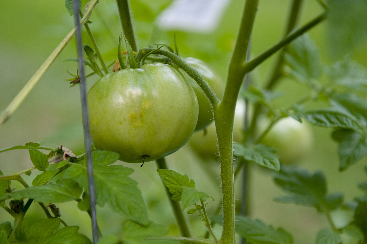 容器種植示範,盆栽與菜苗呈現小空間栽培方式