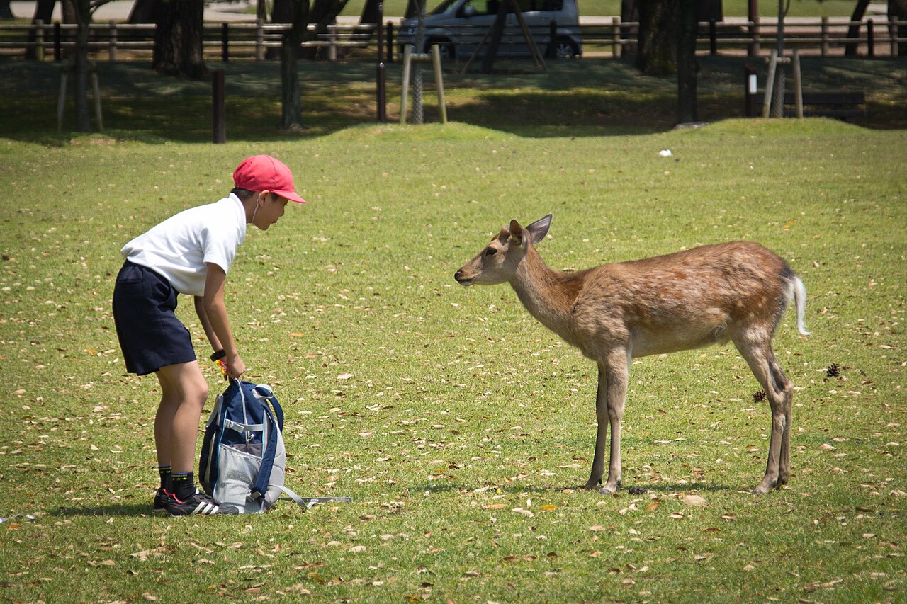 奈良公園一名男童俯身整理背包,旁邊的鹿站立看著他;照片記錄人鹿接近情境,並非鹿鞠躬的動作示例