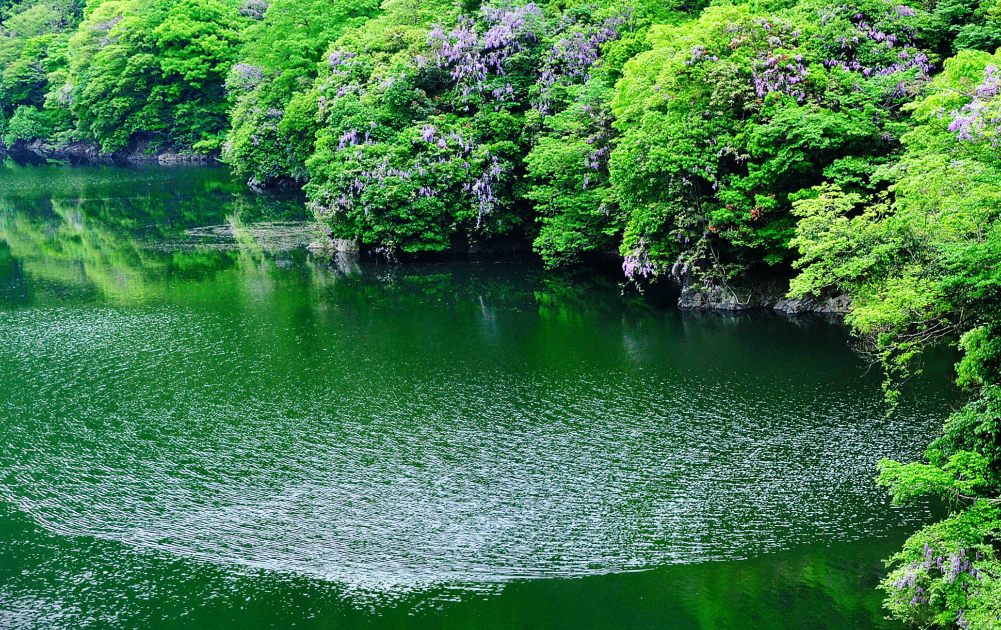宇治川河岸綠蔭映在水面上,呈現宇治河畔景觀