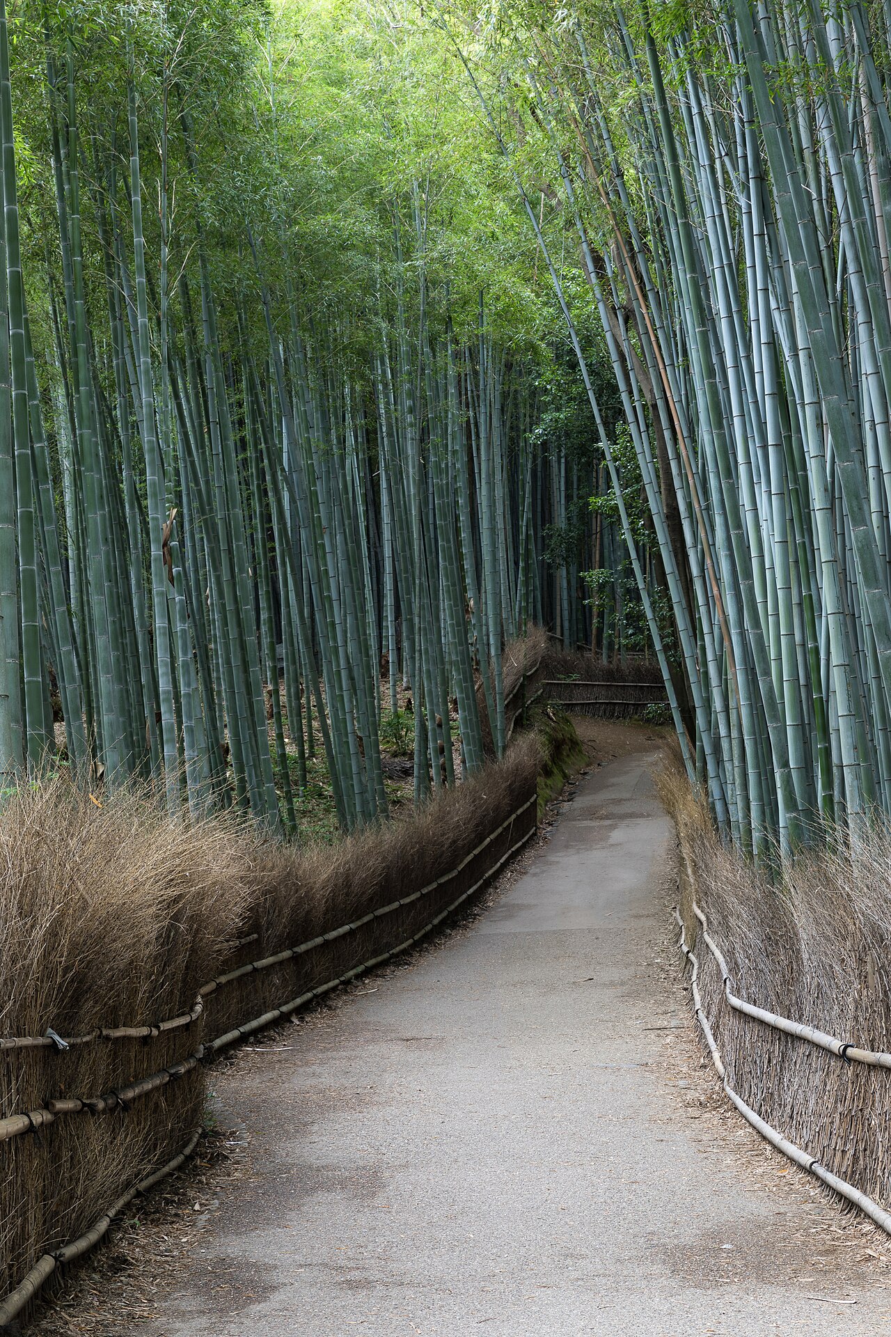 嵐山竹林小徑兩側高聳竹子形成的綠色步道景觀