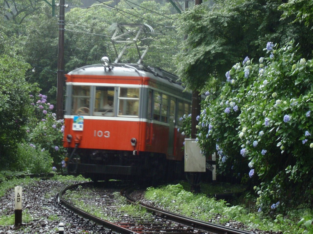 箱根登山鐵道紫陽花季列車