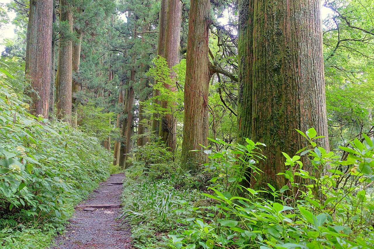 箱根舊東海道杉並木
