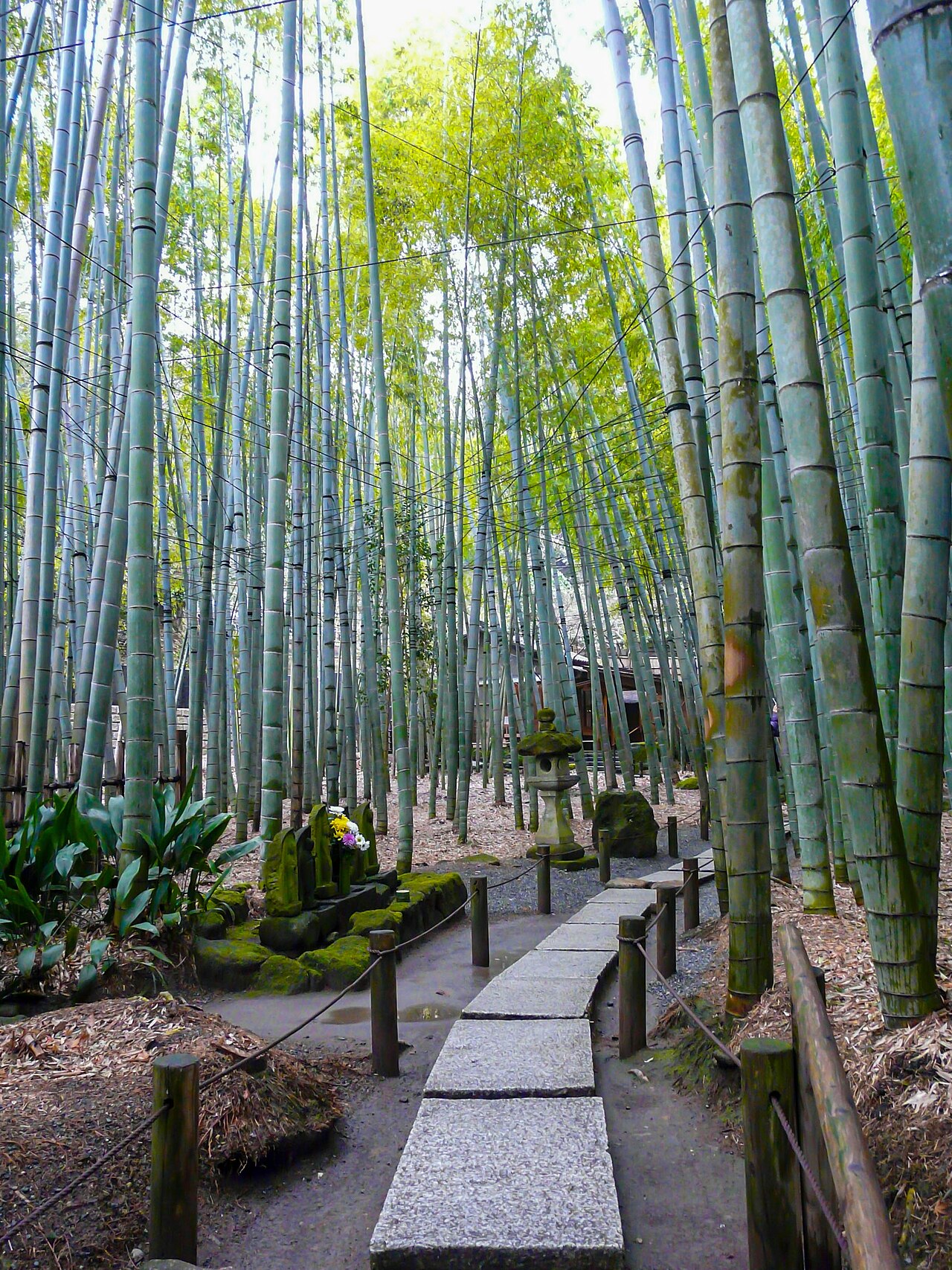 報國寺竹林