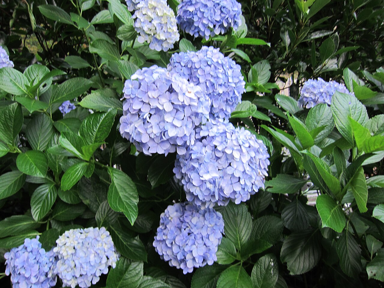 長谷寺繡球花與庭園步道